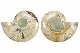 Cut & Polished Crystal-Filled Ammonite Fossil - Madagascar #364920-1